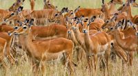 Herd of Female Impala Masai Mara Kenya612706548 200x110 - Herd of Female Impala Masai Mara Kenya - Masai, Mara, Kenya, Impala, Herd, Female, Eagles